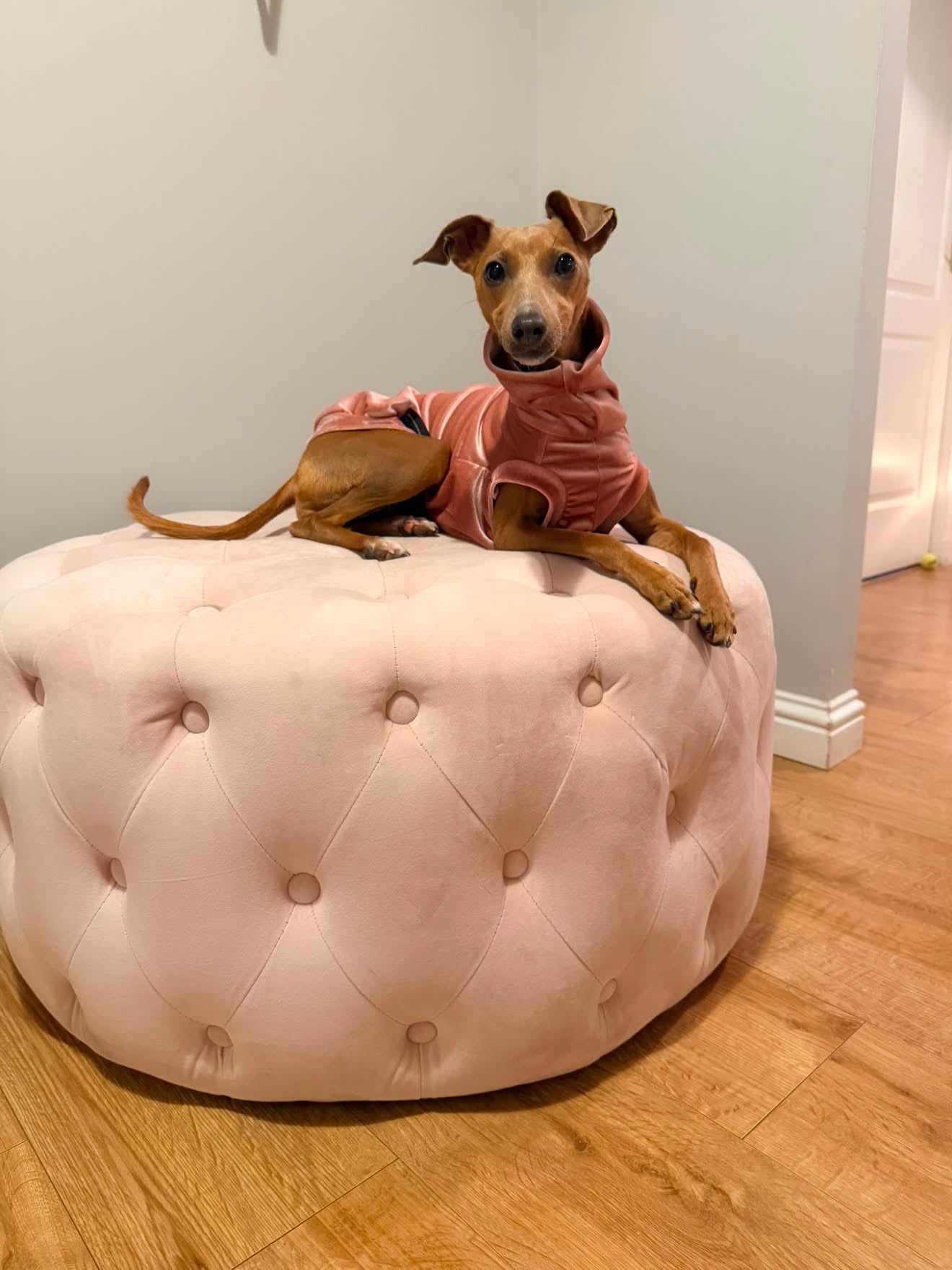 Velvet Luxe Collection Sighthound Tankie - all sizes