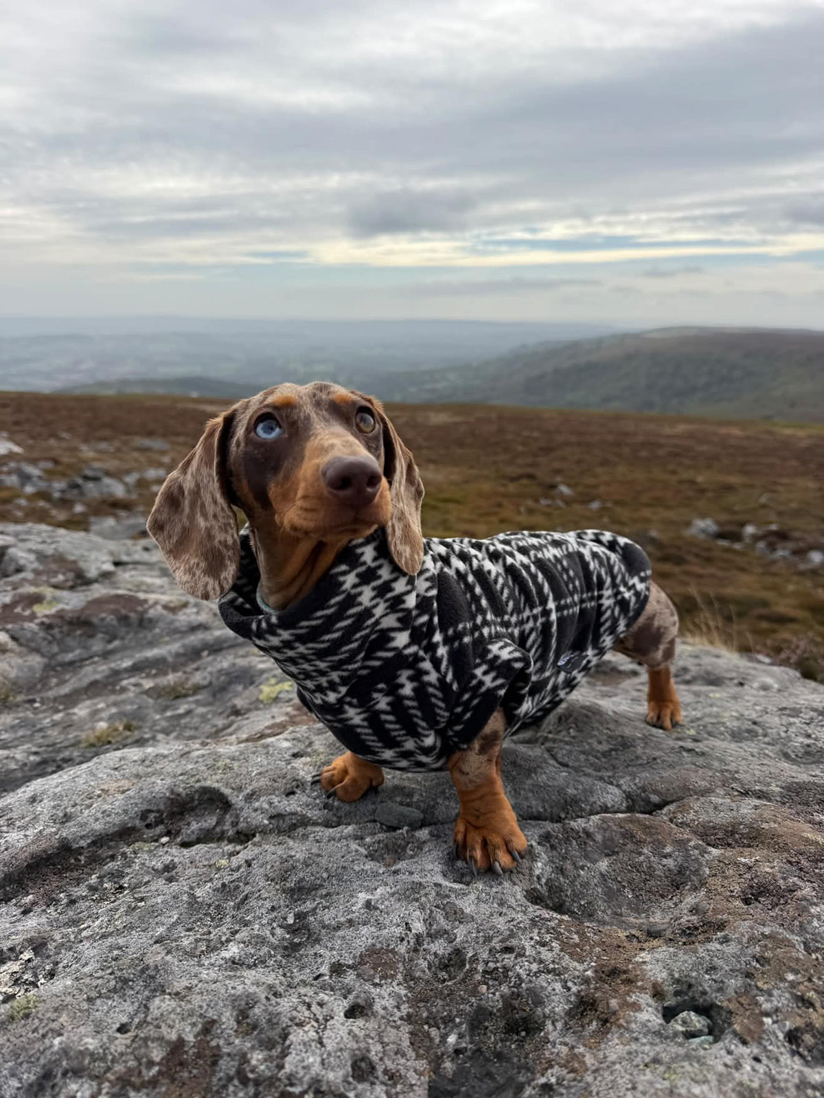 Houndstooth Polar Fleece Dachshund/Small Breed