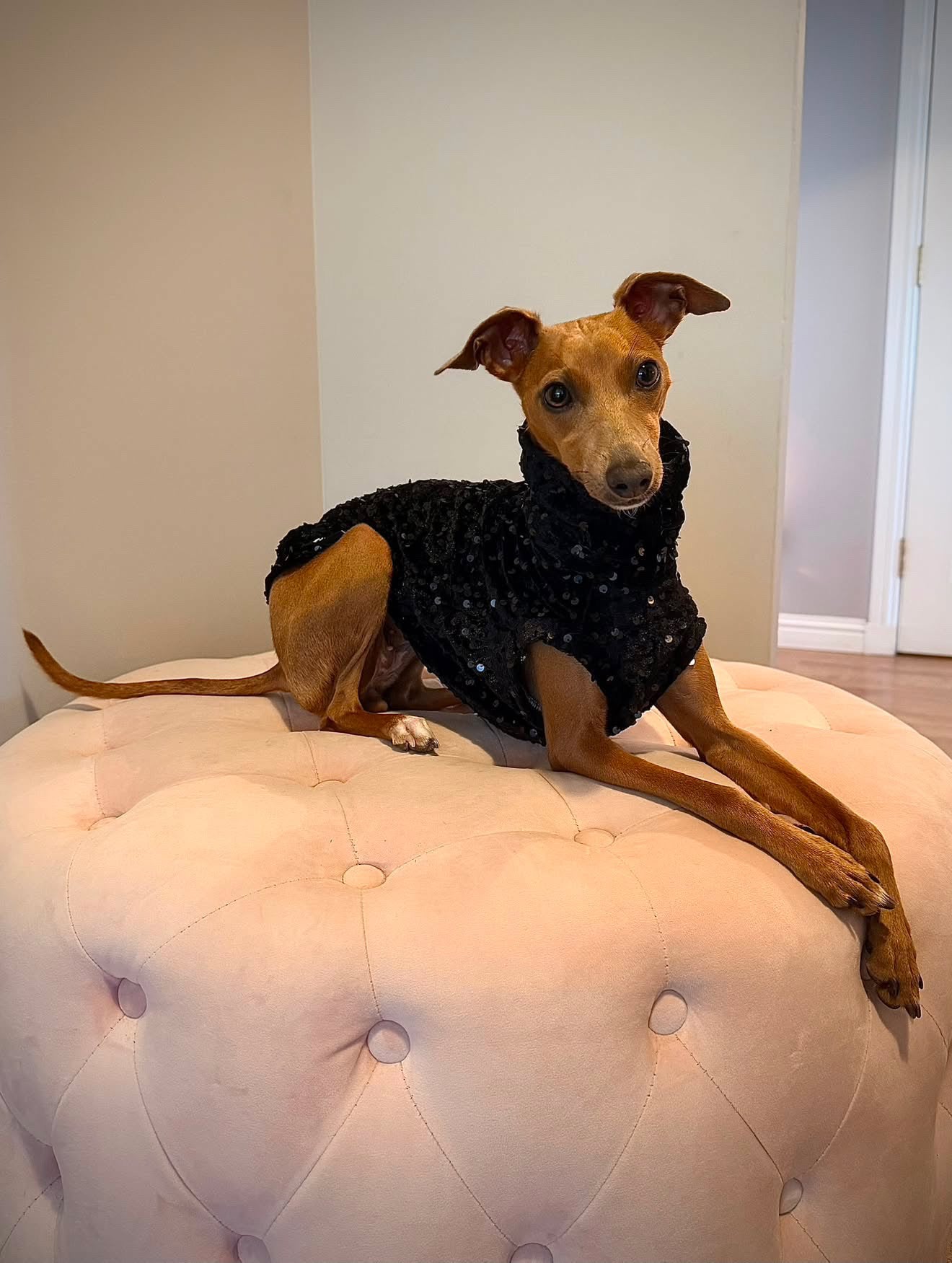The “Zara” Lightweight Velvet Sequin Tankie All Sighthound Sizes