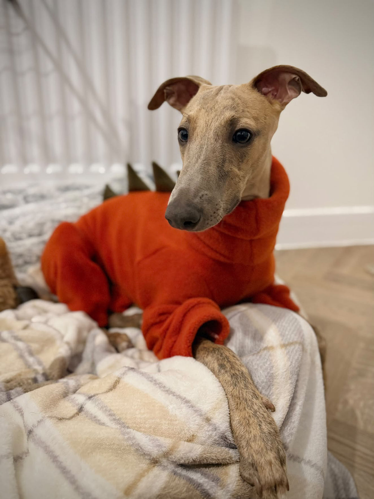 The “Rupert” Dinosaur Onesie For Iggies, whippets & Custom (Copy)