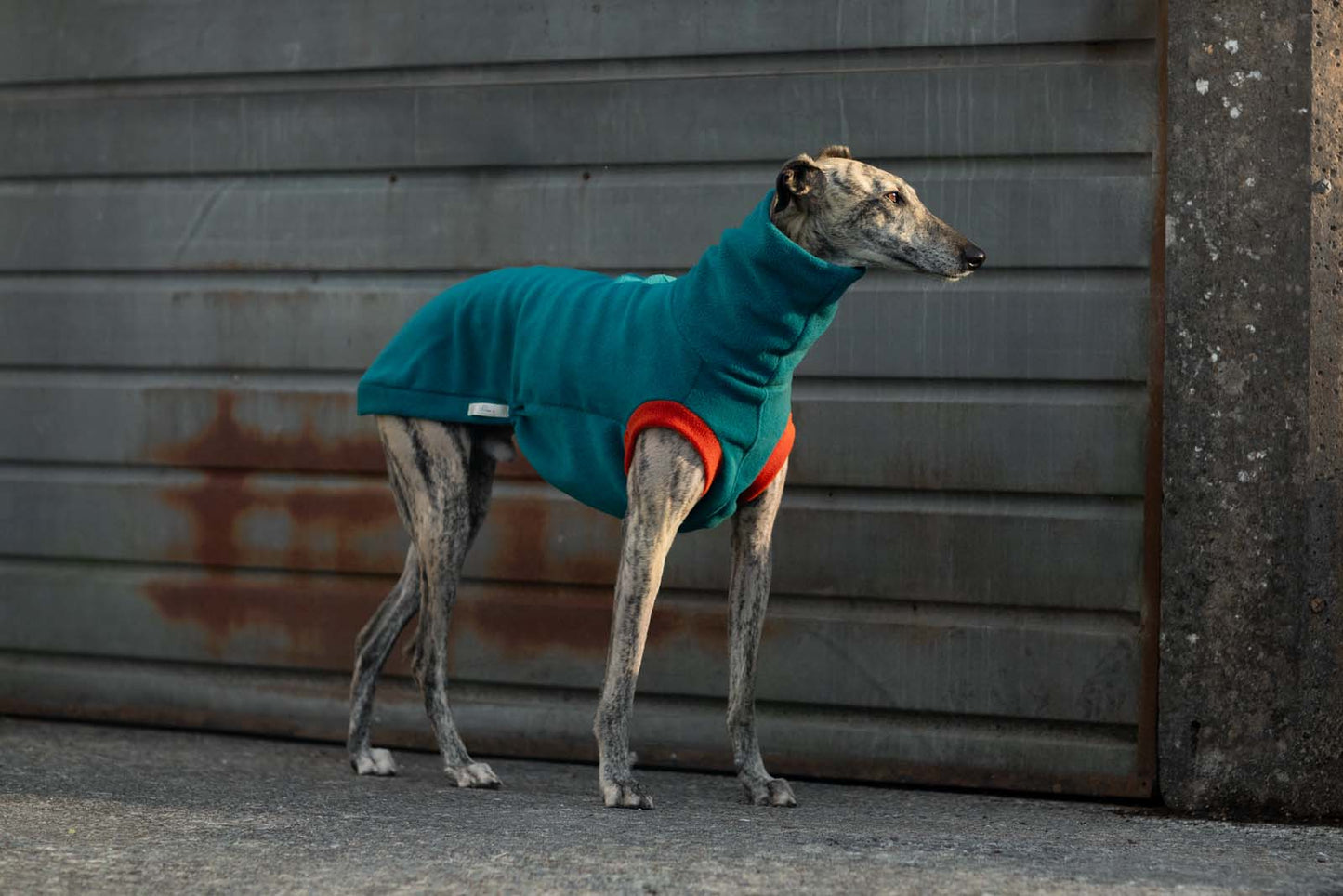 Petrol & Terracotta Whippet Tankie