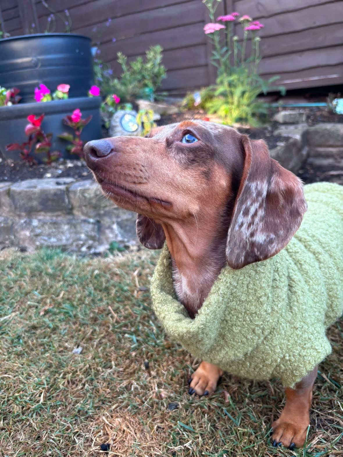 Boucle Dachshund Tankie In Various Colours