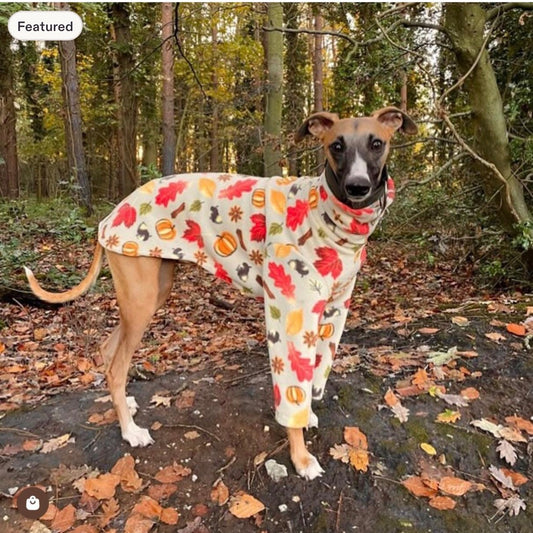 Autumn Spice Two Leg Jumper for all sighthound sizes