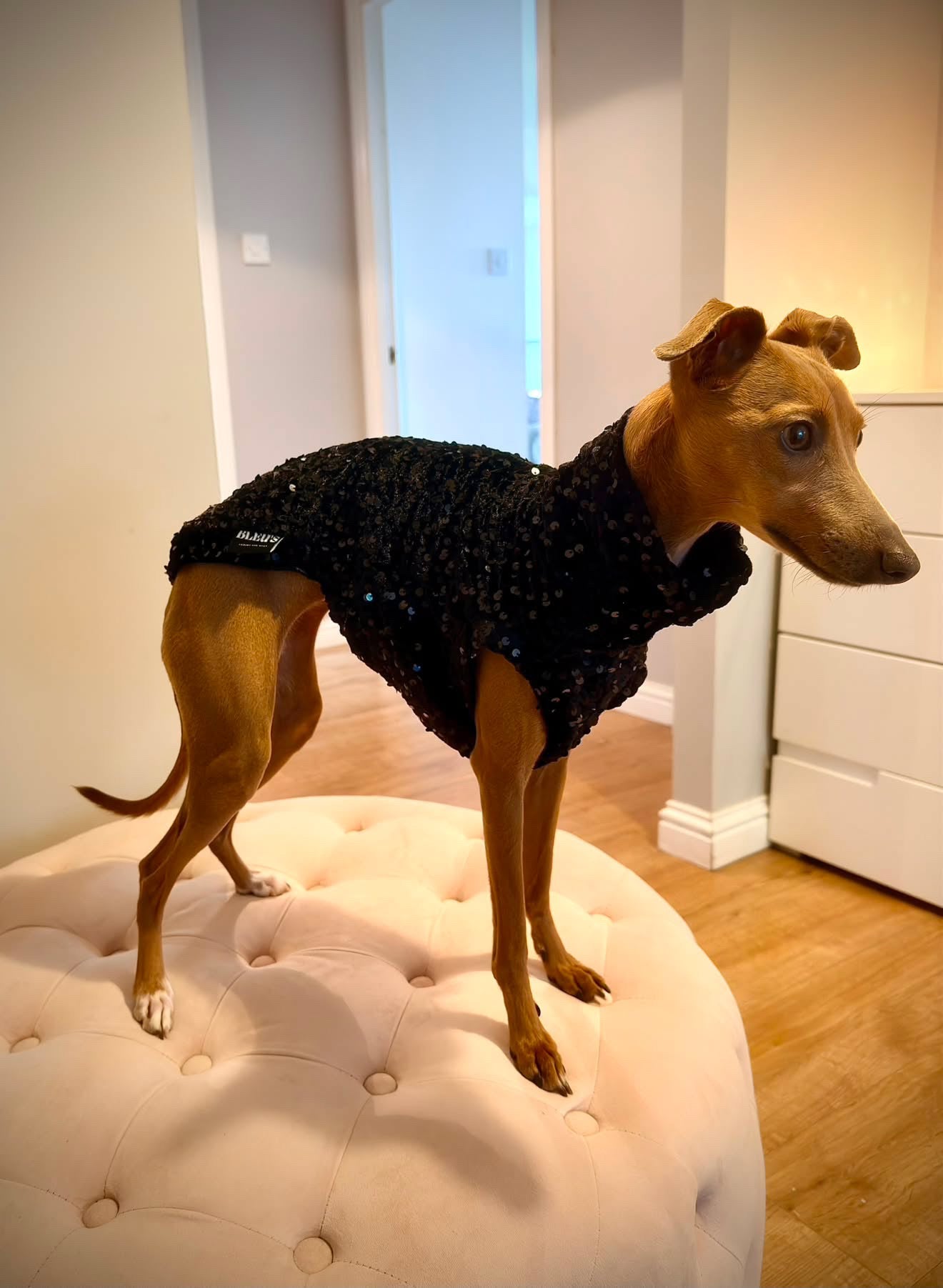 The “Zara” Lightweight Velvet Sequin Tankie All Sighthound Sizes