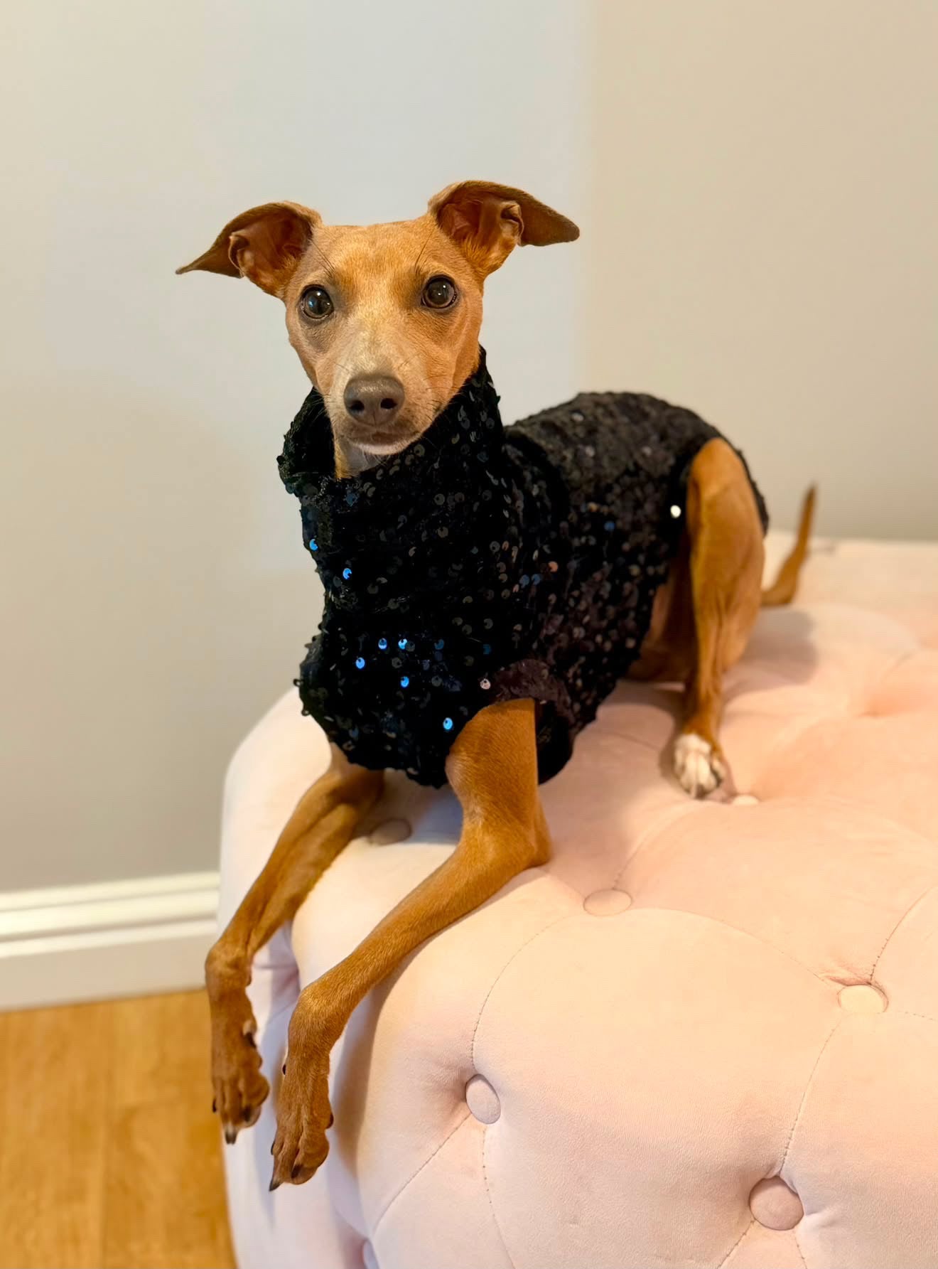 The “Zara” Lightweight Velvet Sequin Tankie All Sighthound Sizes