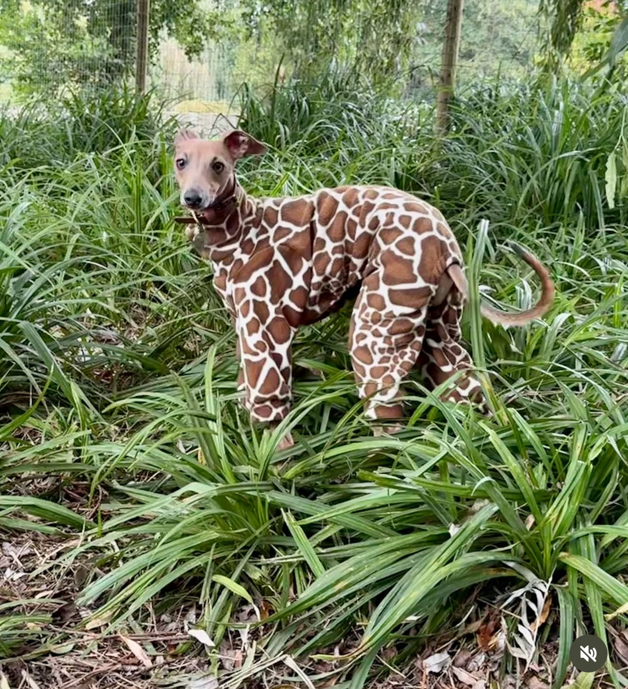 Giraffe Fleece Onesie For Greyhounds