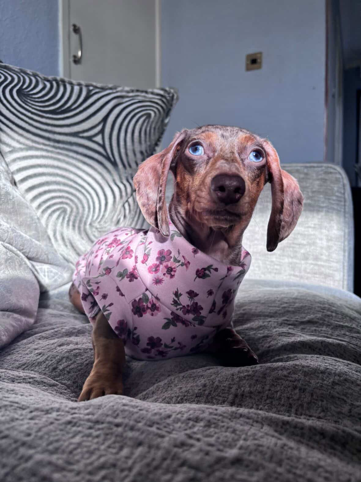 Cottage Floral Alpine Fleece Dachshund/Small Breed