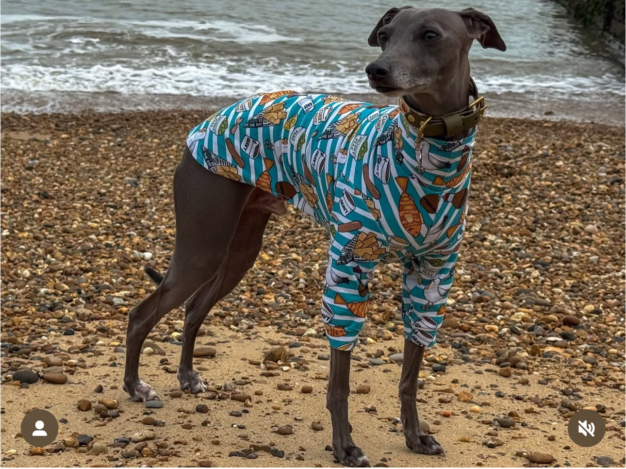 Long Sleeve Fish & Chips Jersey Tee For Italian Greyhounds, Whippets and Greyhounds