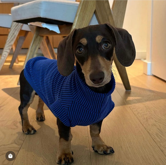 Crinkle Jersey Dachshund Tankie In Royal Blue