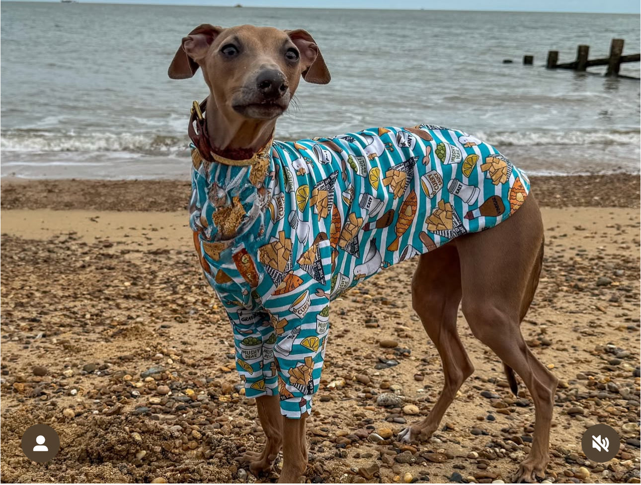 Long Sleeve Fish & Chips Jersey Tee For Italian Greyhounds, Whippets and Greyhounds