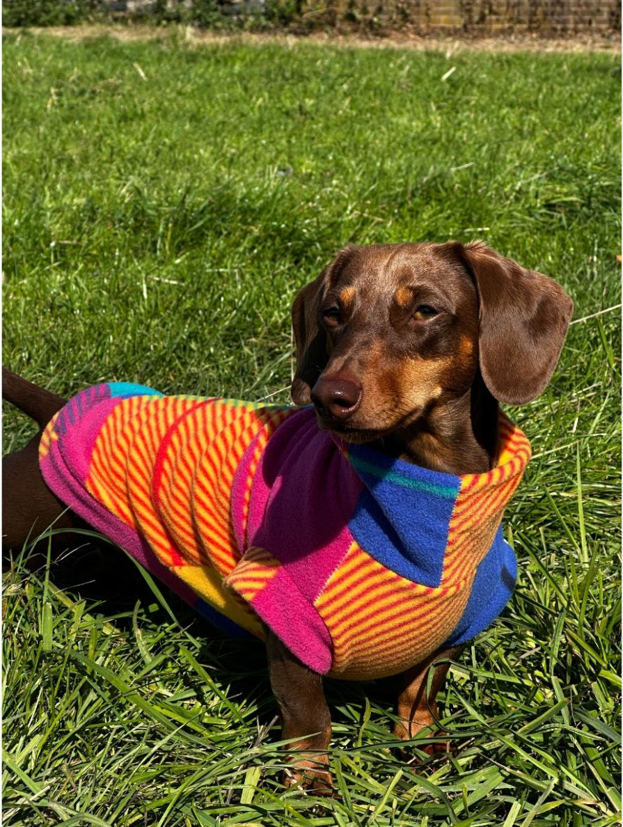 Patchwork Dachshund/Small Breed Tankie