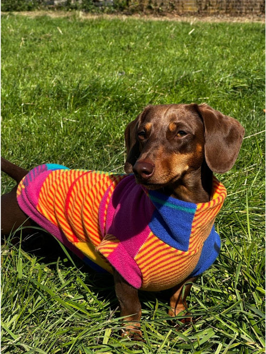 Patchwork Dachshund/Small Breed Tankie