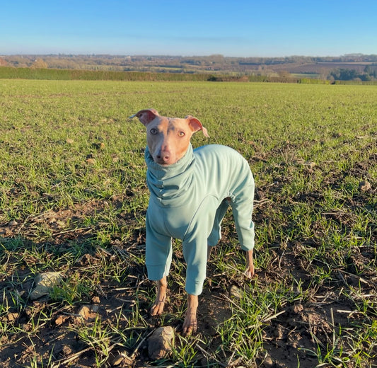 Softshell Water Resistant Suit For Italian Greyhounds