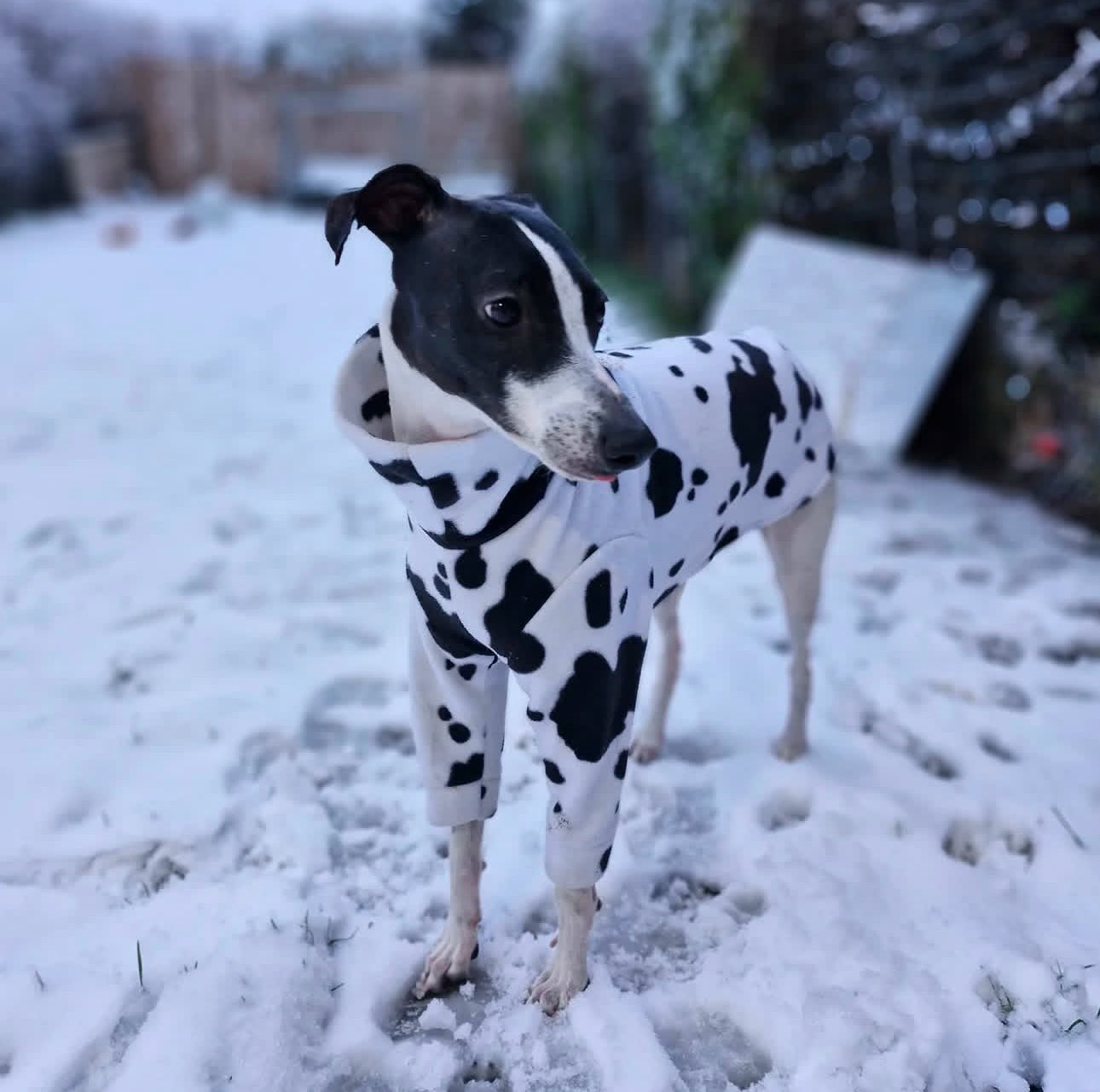 Long Sleeve Cow Print Jumper