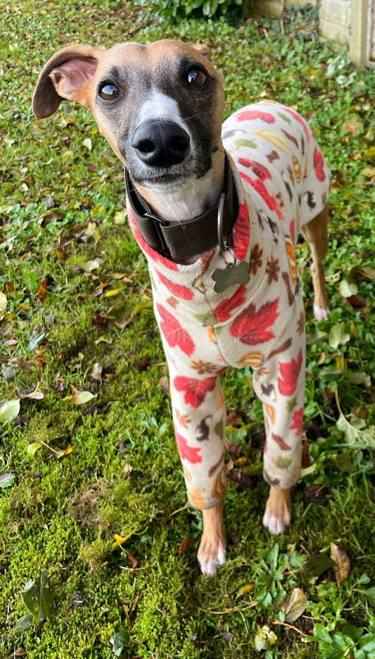 Autumn Spice Two Leg Jumper for all sighthound sizes