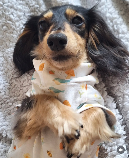 Woodland Whispers Jersey Dachshund Tankie