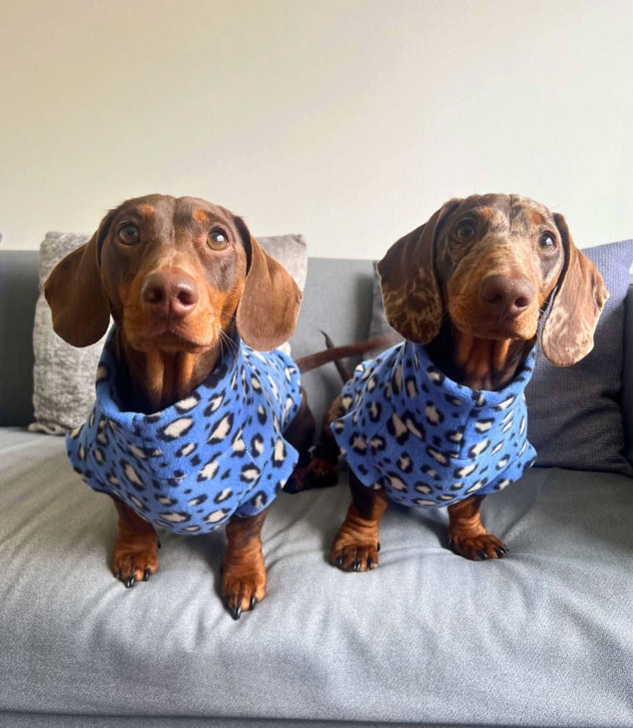 Blue Leopard Sausage Dachshund/Small Breed Fleece Tankie