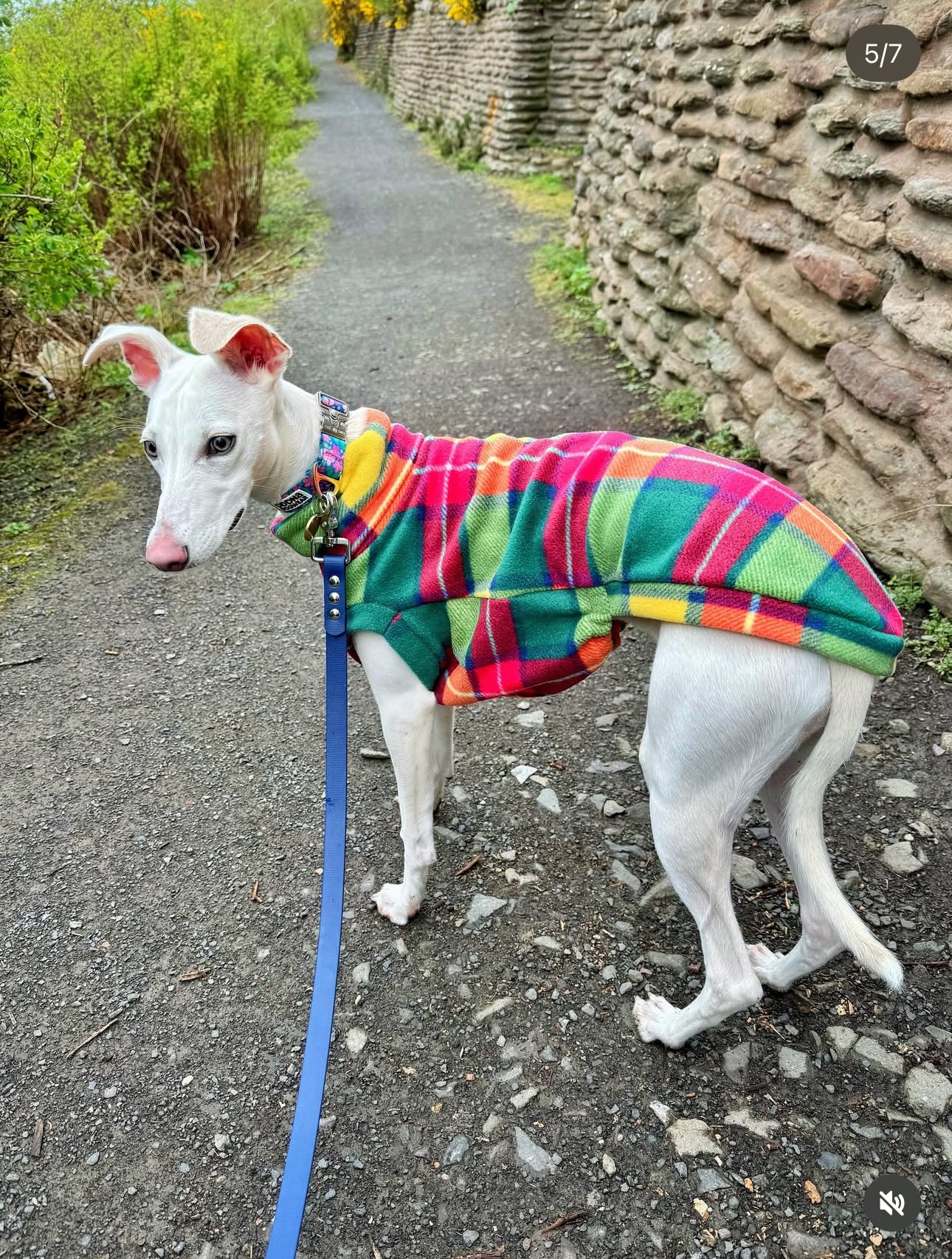 Rainbow Tartan Bleu Fleece Tankie For Whippets