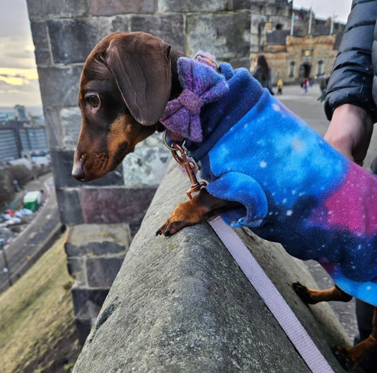 *New* Cosmic Dachshund/Small Breed Tankie