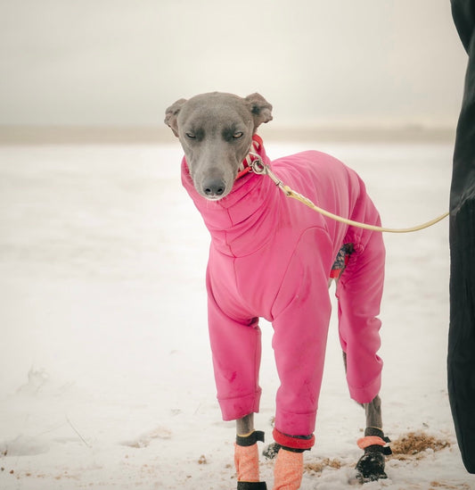 The “Elle” Softshell Water Resistant Suit For Greyhounds