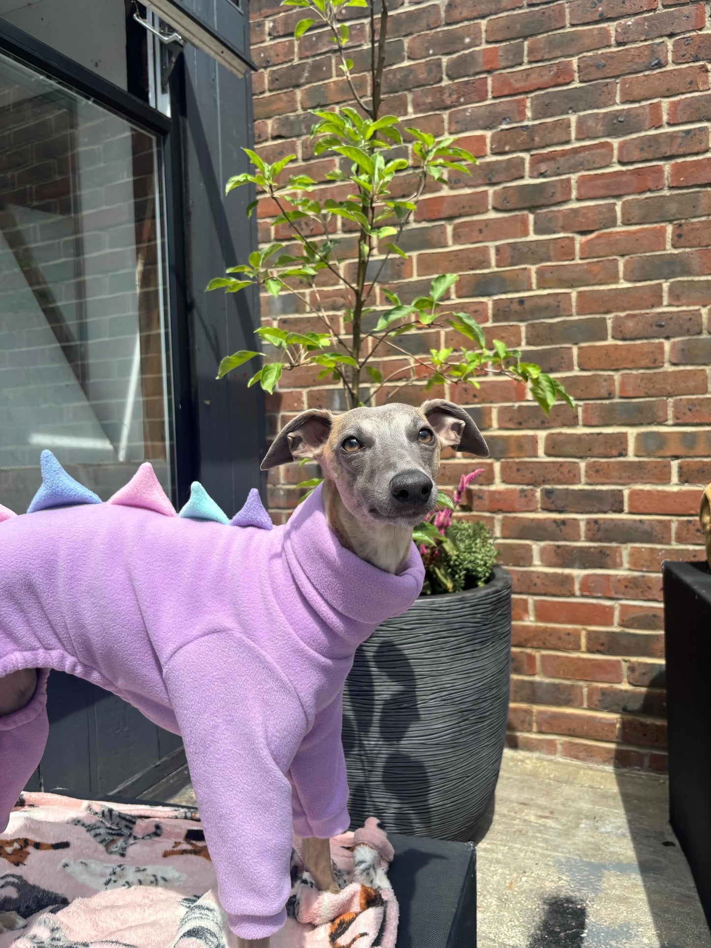 Lavender Fields Dinosaur Onesie For Greyhounds