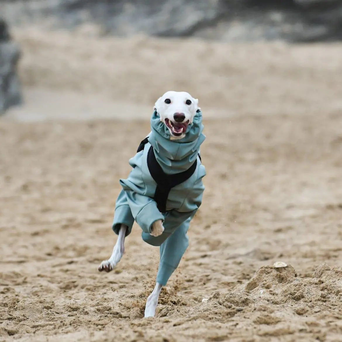 Softshell Water Resistant Suit For Whippets