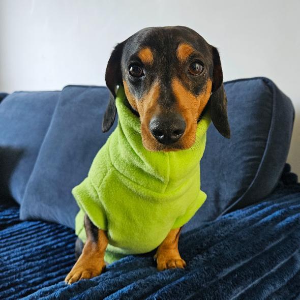 Kiwi Dachshund/Small Breed Tankie