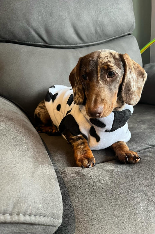 Cow Print Dachshund/Small Breed Tankie