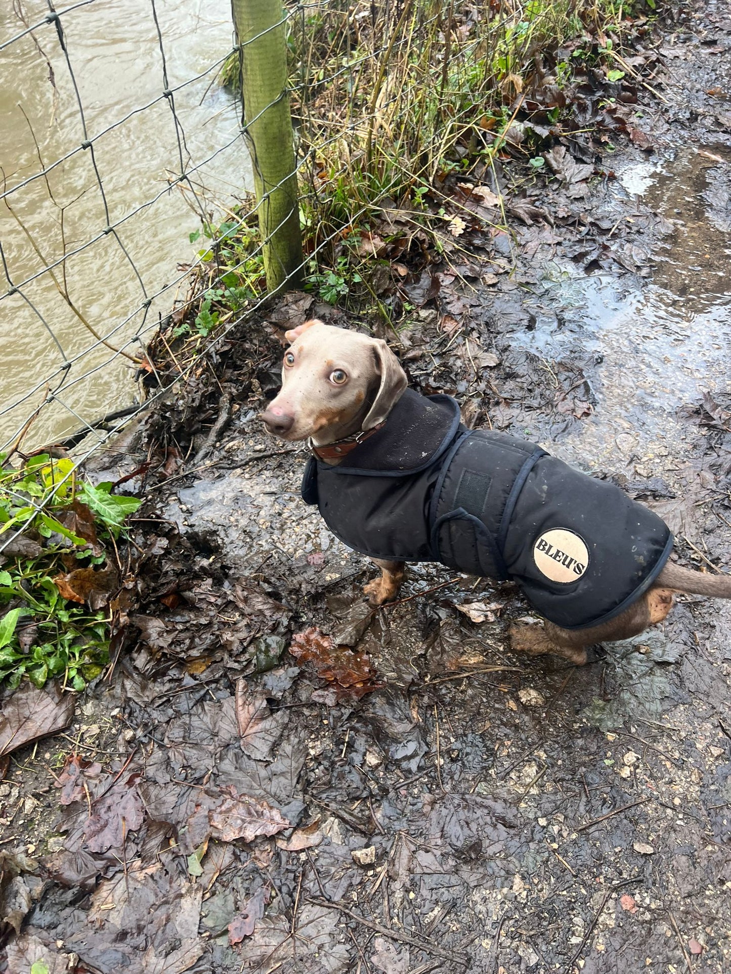 READYMADE Dachshund Waterproof Coat With Harness Hole & Adjustable chest & Tummy Straps