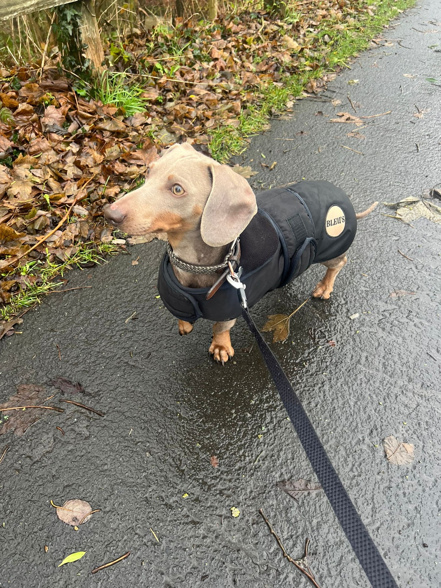 READYMADE Dachshund Waterproof Coat With Harness Hole & Adjustable chest & Tummy Straps