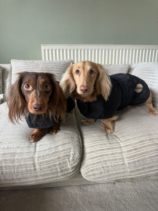 READYMADE Dachshund Waterproof Coat With Harness Hole & Adjustable chest & Tummy Straps