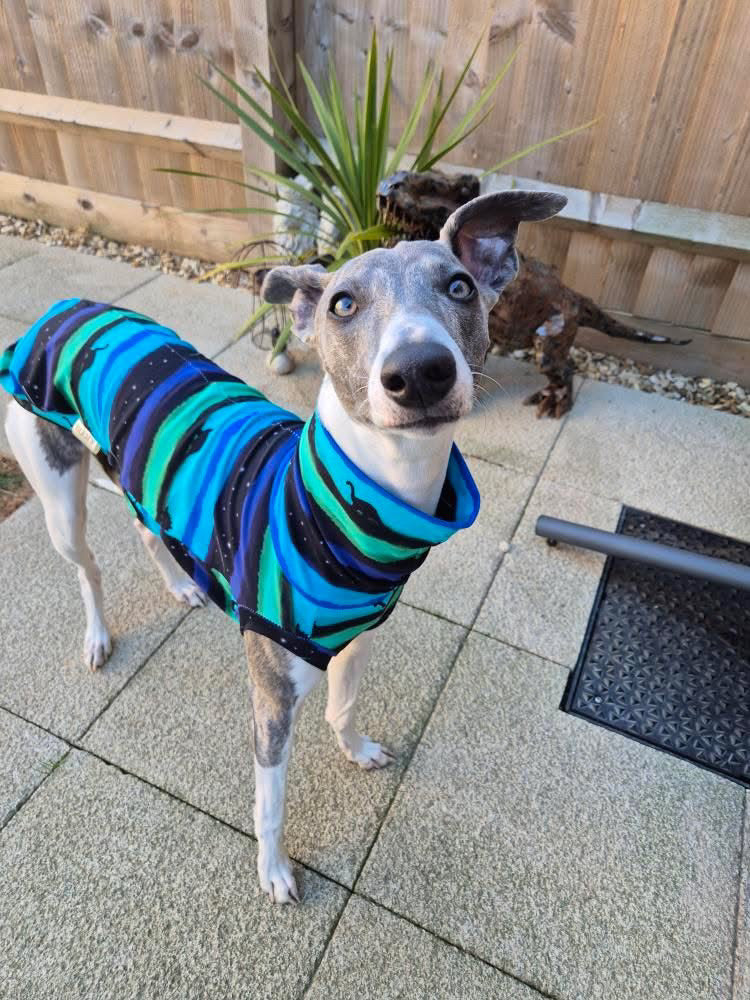 Dinosaur Horizon Whippet Jersey Tankie in PINK & PURPLE OR GREEN AND BLUE