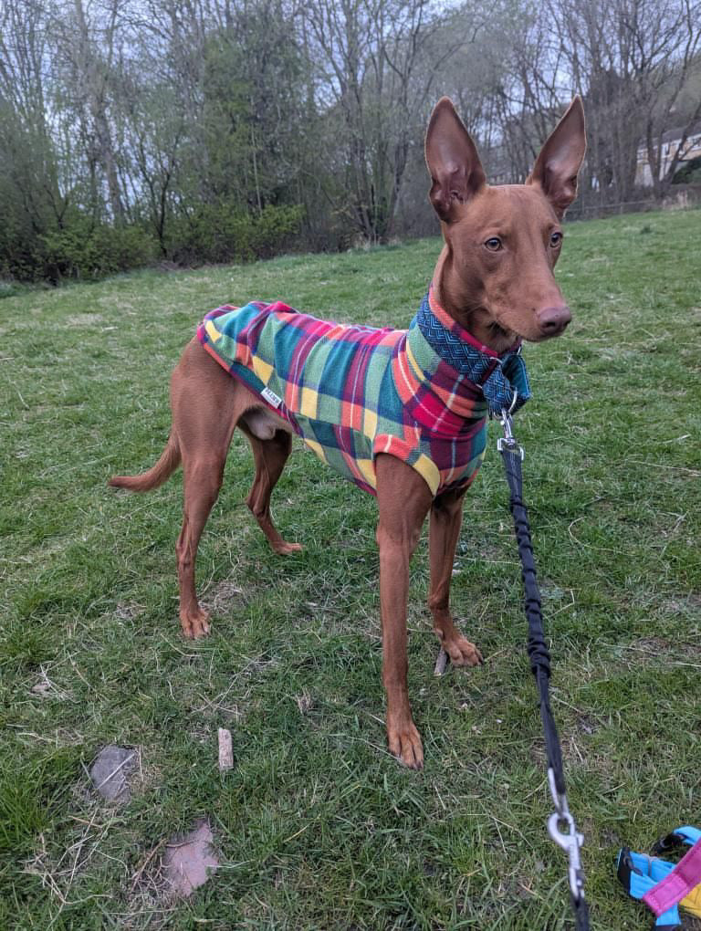 Rainbow Tartan Bleu Fleece Tankie For Whippets