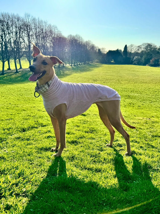 Greyhound Plush Cord Jersey Tankie *Please leave colour choice in notes at checkout!*