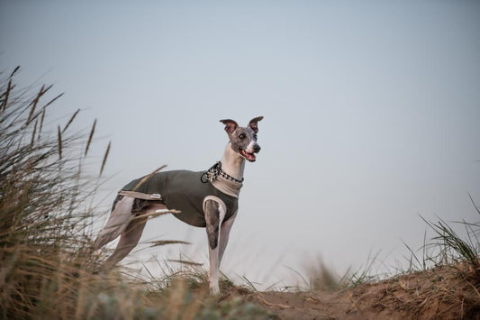 Whippet Bamboo Jersey Tankie