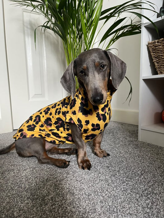 Bright Leopard French Terry Jersey T-Shirt Dachshund/Small Breed