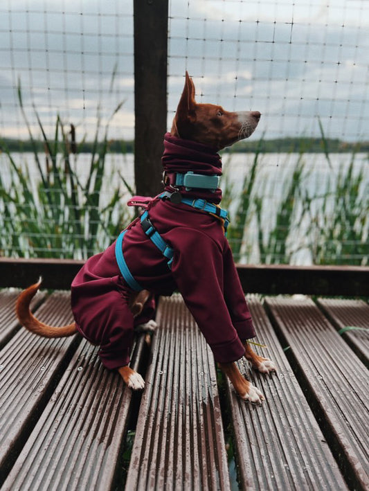 Softshell Water Resistant Suit For Whippets