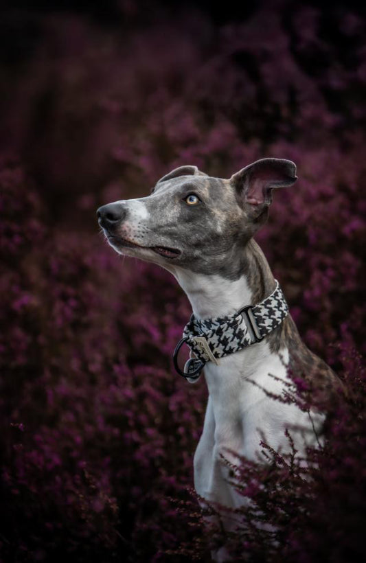 Houndstooth Martingale Collar