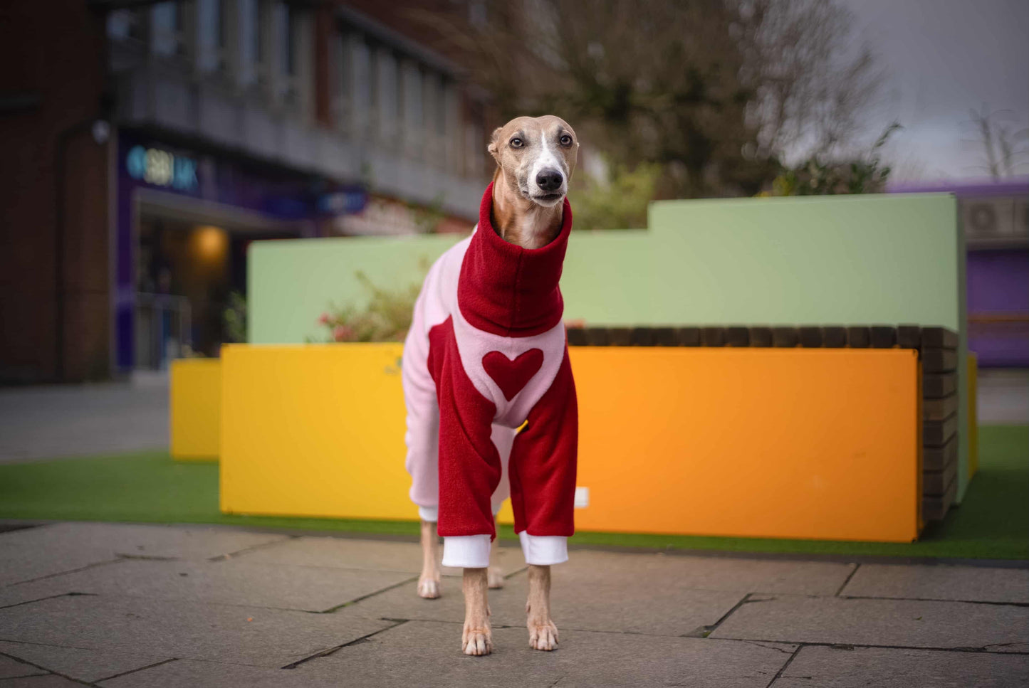 Limited Edition New & Exclusive LOVE Fleece Onesie For Whippets & Italian Greyhounds