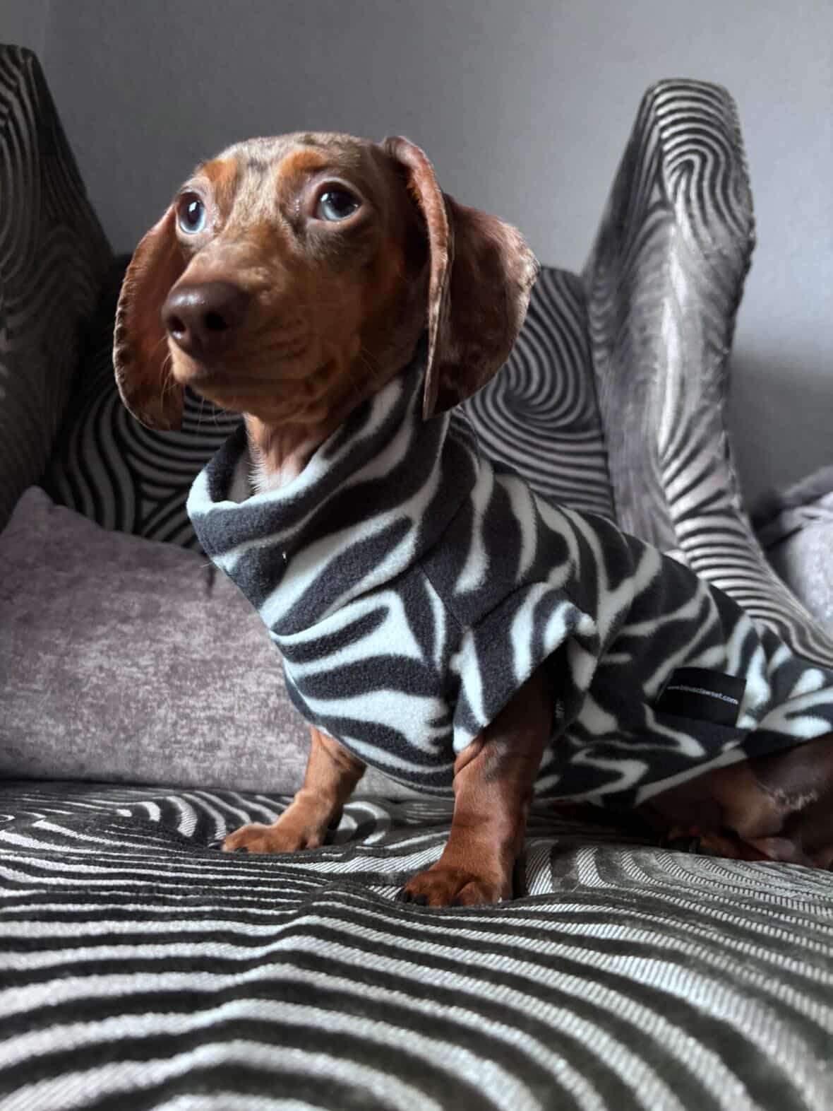 Zebra Print Sausage Dachshund/Small Breed Fleece Tankie
