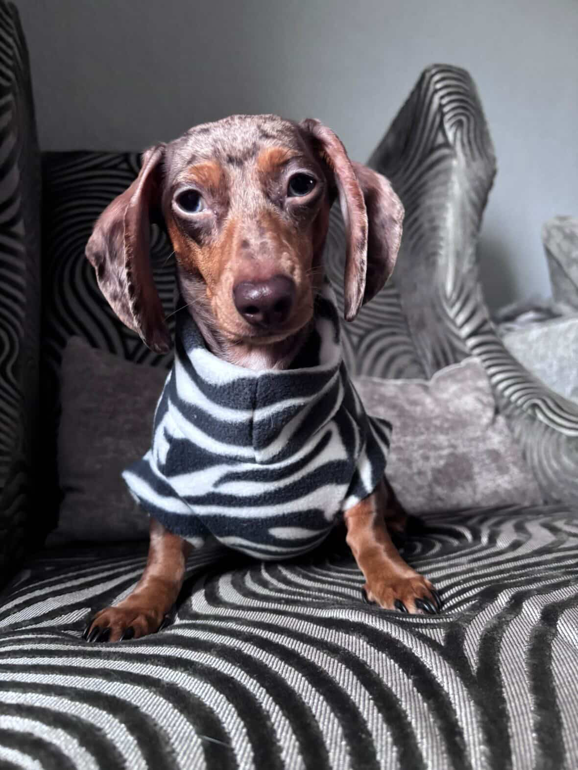 Zebra Print Sausage Dachshund/Small Breed Fleece Tankie