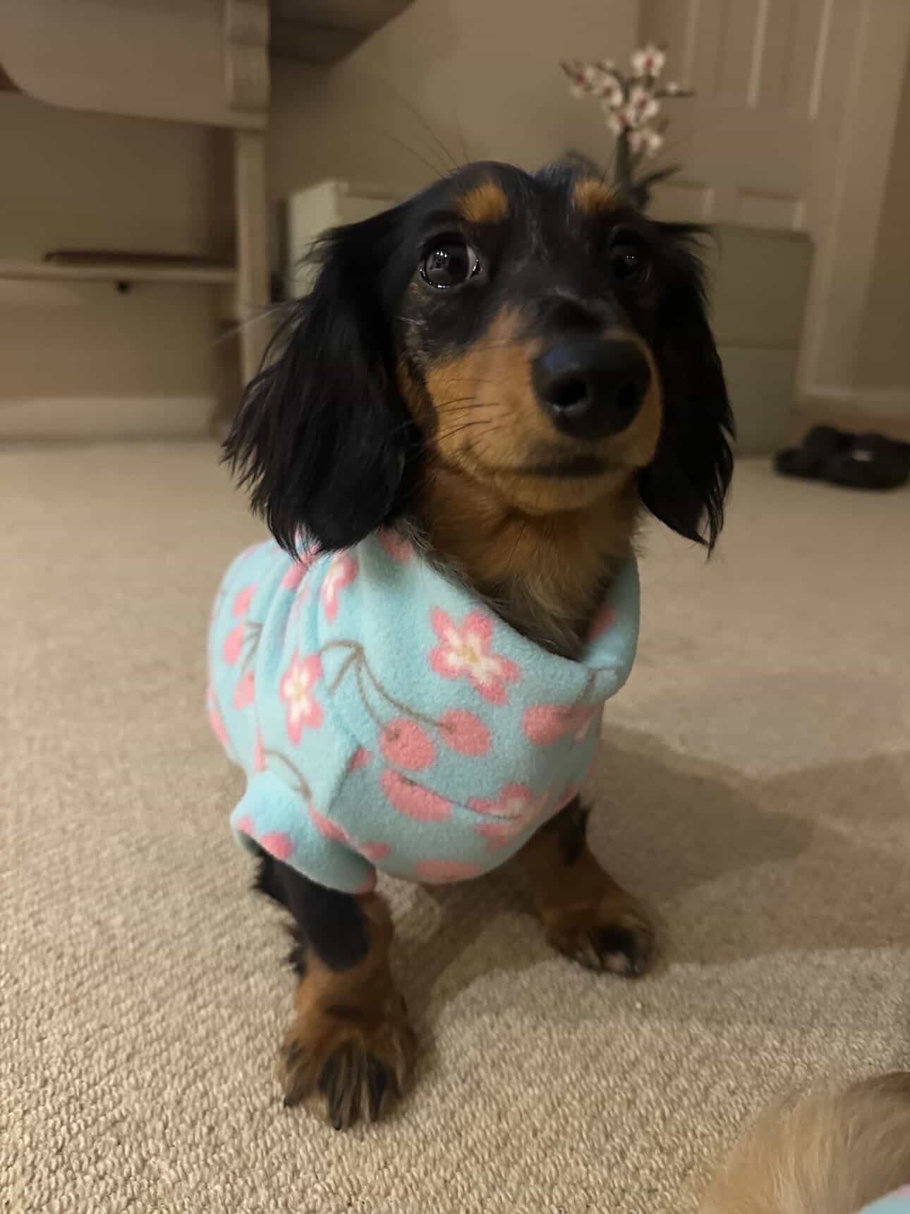 Cherry Blossom Spring Sausage Dachshund/Small Breed Fleece Tankie