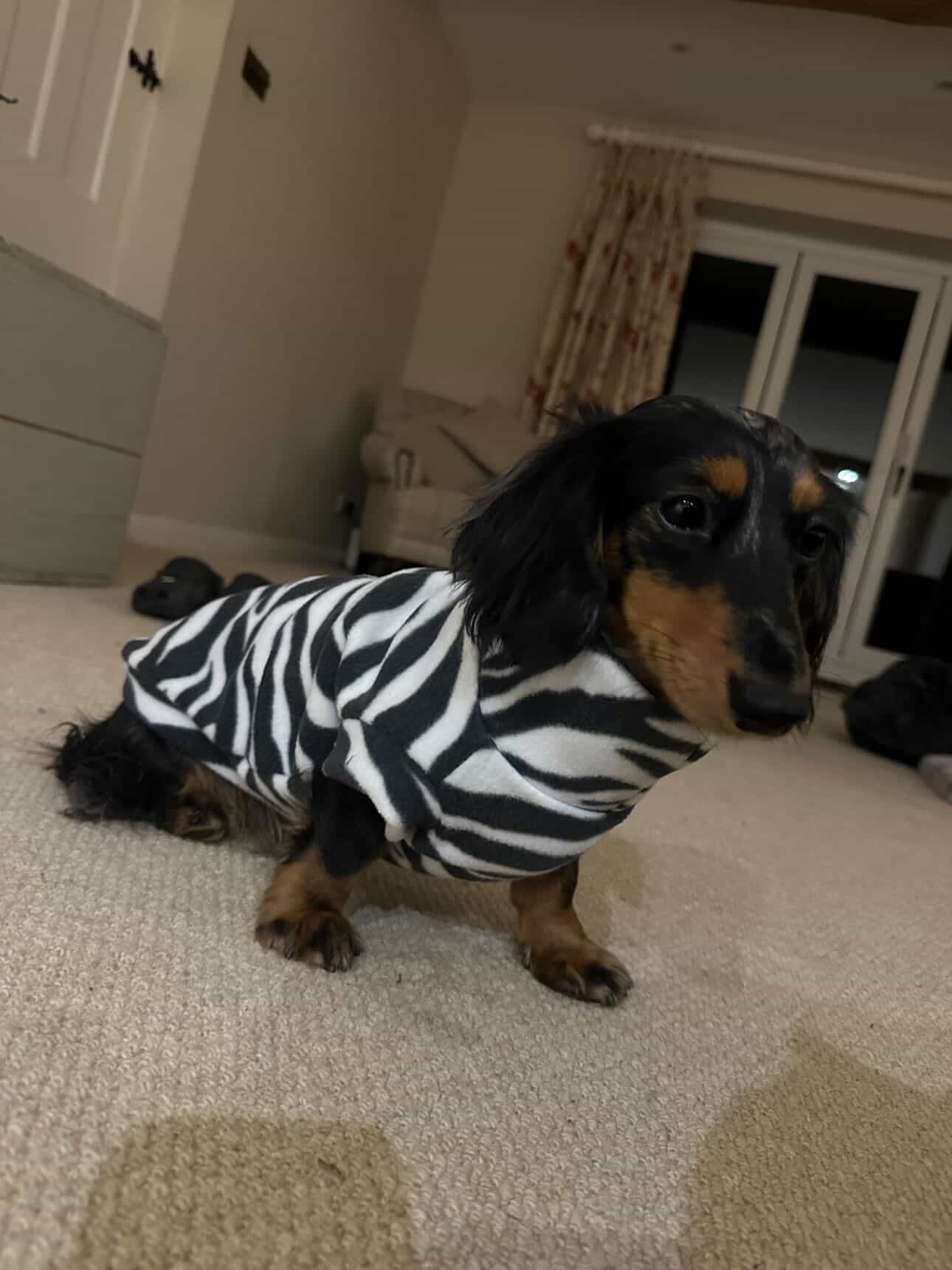 Zebra Print Sausage Dachshund/Small Breed Fleece Tankie