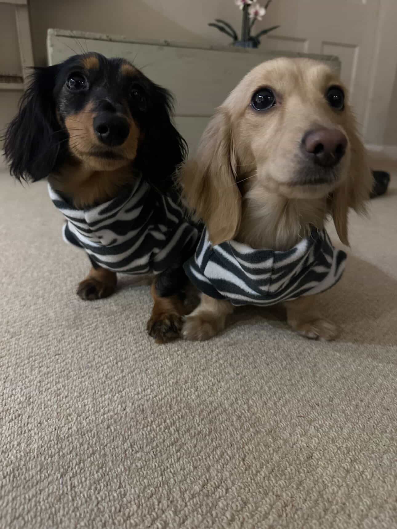 Zebra Print Sausage Dachshund/Small Breed Fleece Tankie