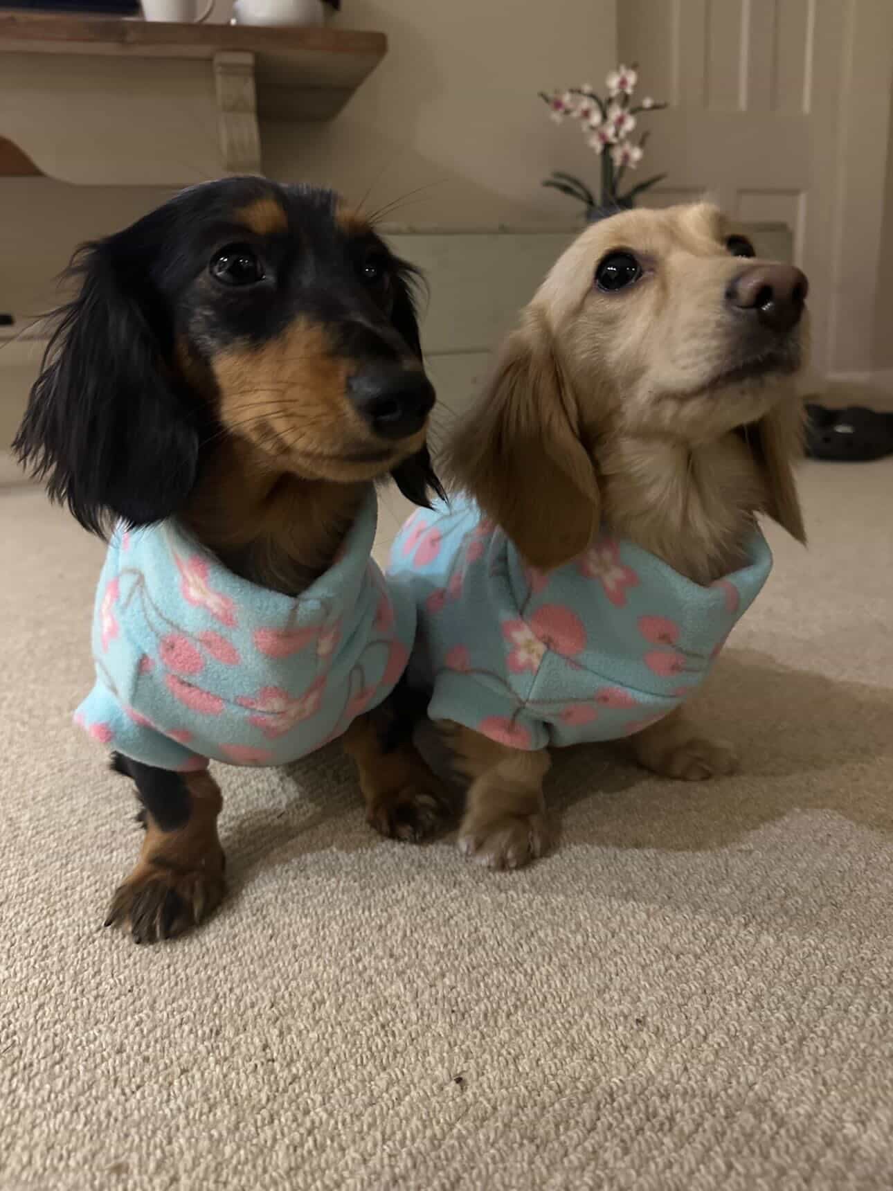 Cherry Blossom Spring Sausage Dachshund/Small Breed Fleece Tankie