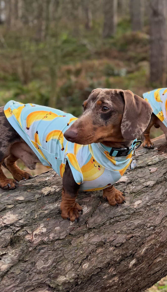 Cheeky Bananas Jersey Dachshund/Small Breed
