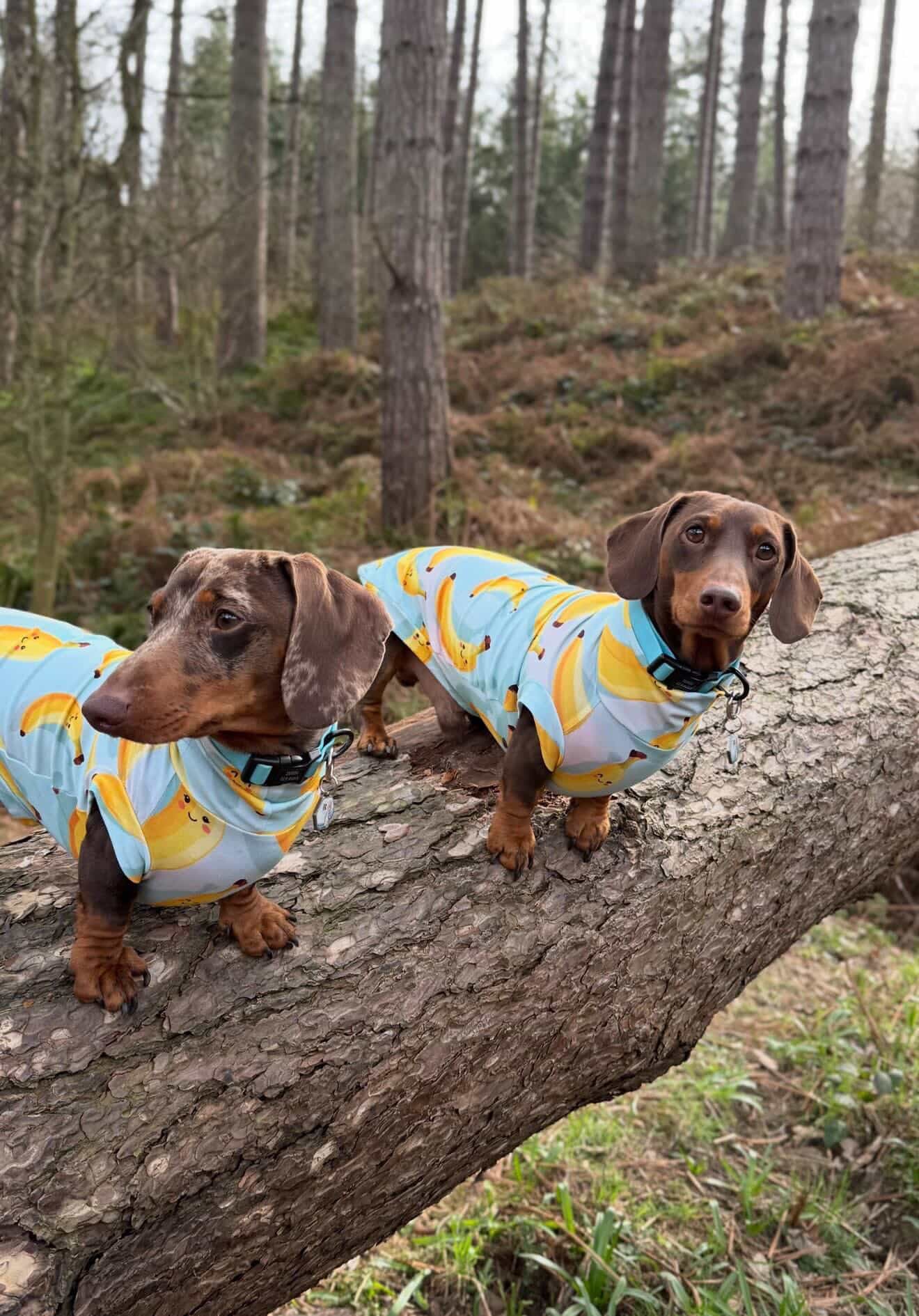 Cheeky Bananas Jersey Dachshund/Small Breed