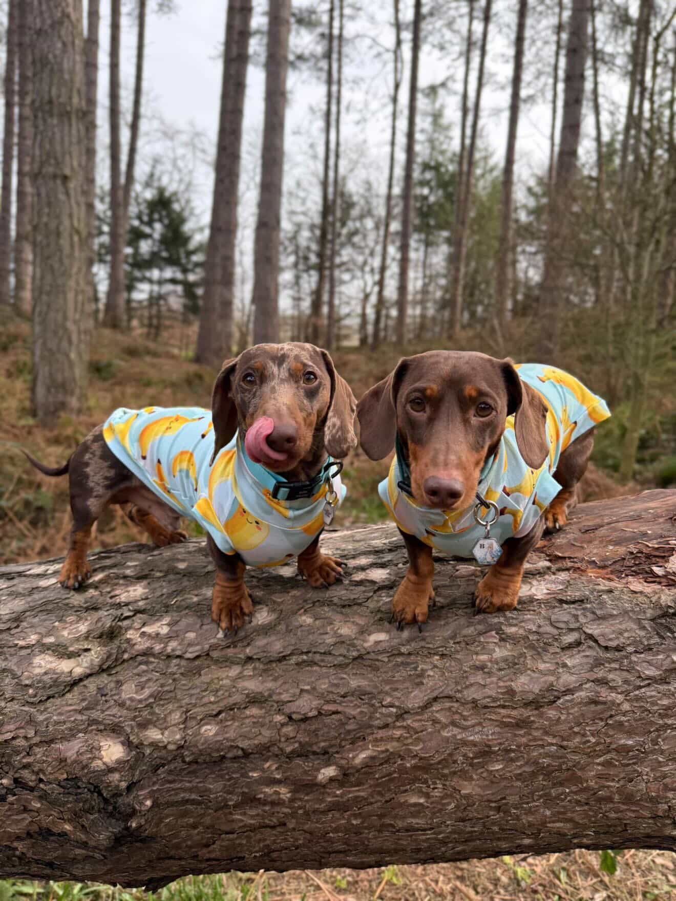 Cheeky Bananas Jersey Dachshund/Small Breed