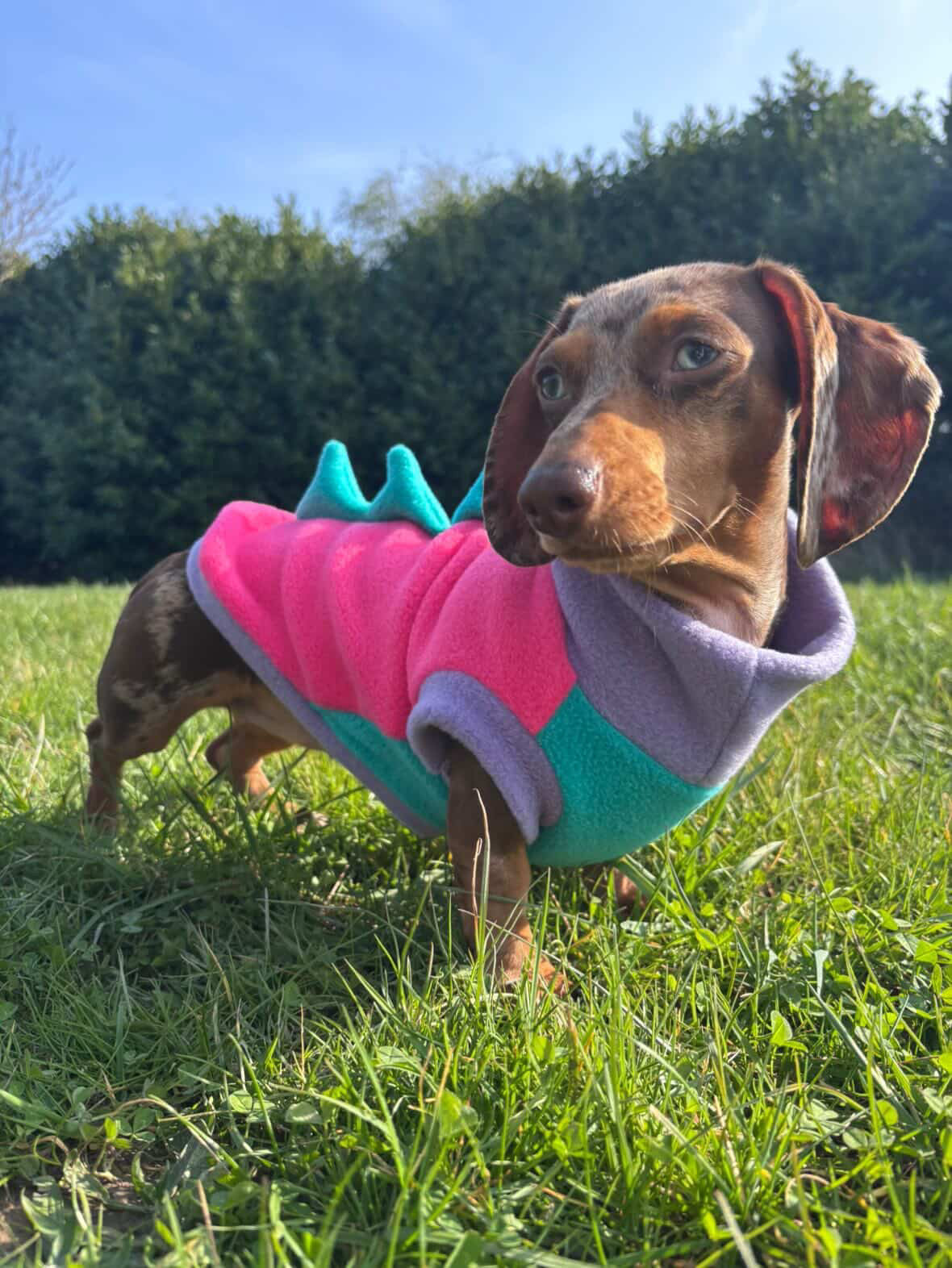 Malibu Dinosaur Dachshund/Small Breed Tankie