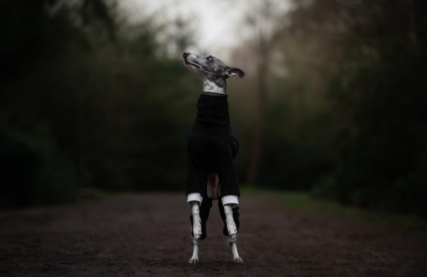 Black with White Spikes Dinosaur Onesie For Iggies & Whippets